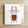 Stag Beetle Lifecycle Wooden Puzzle