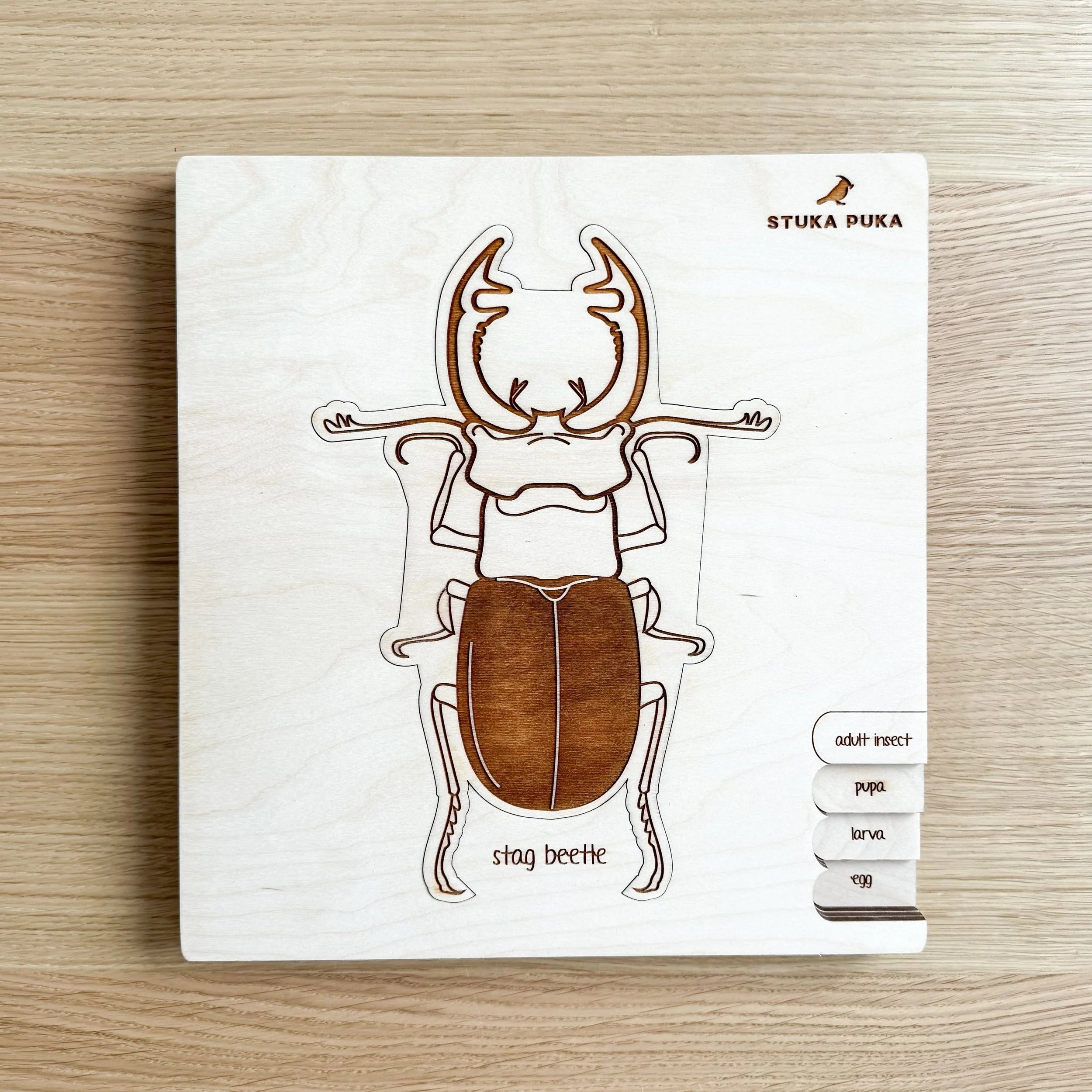 Puzzle en bois sur le cycle de vie du lucane cerf-volant