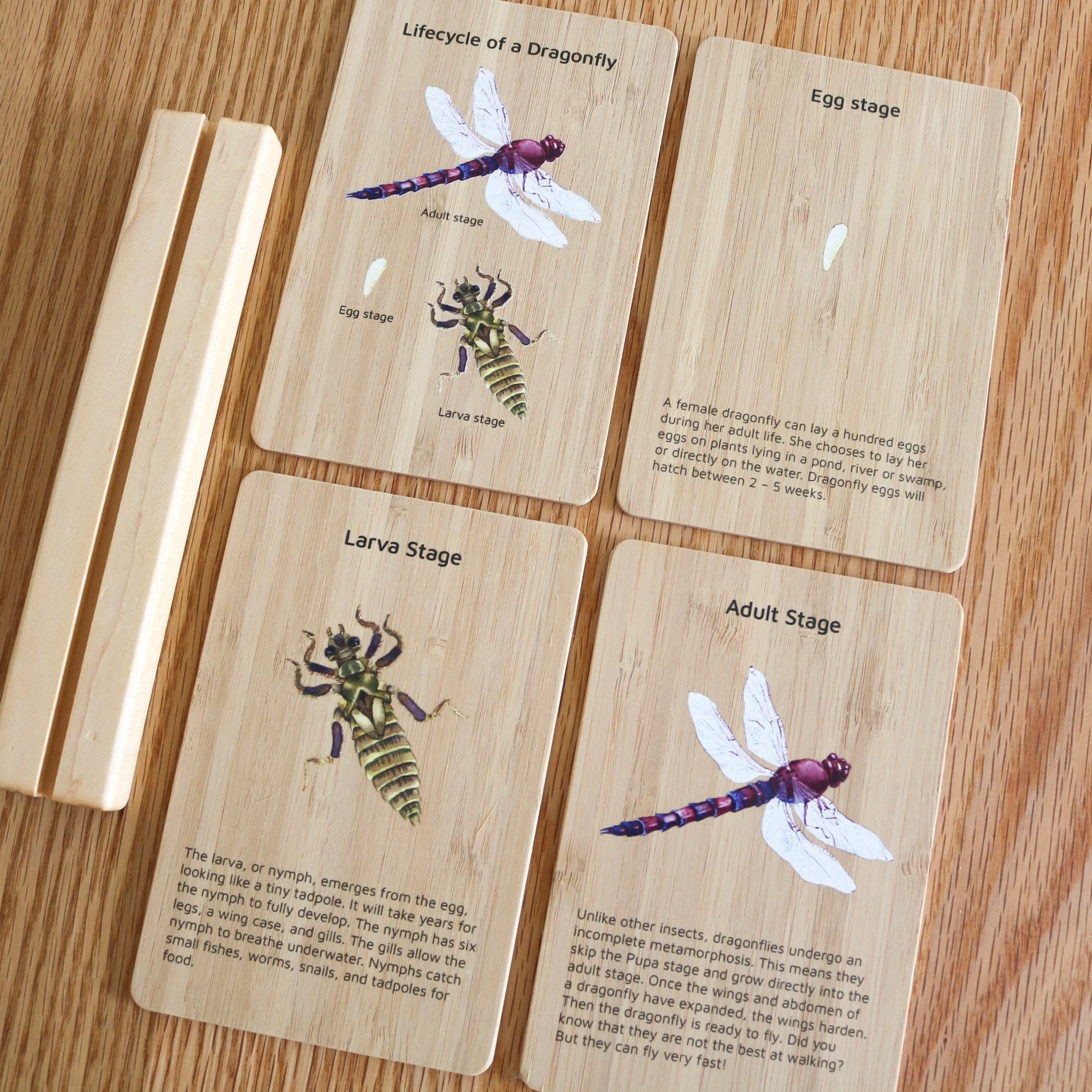Bamboo Dragonfly Lifecycle Flashcards and Stand