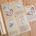 Bamboo Butterfly Lifecycle Flashcards and Stand