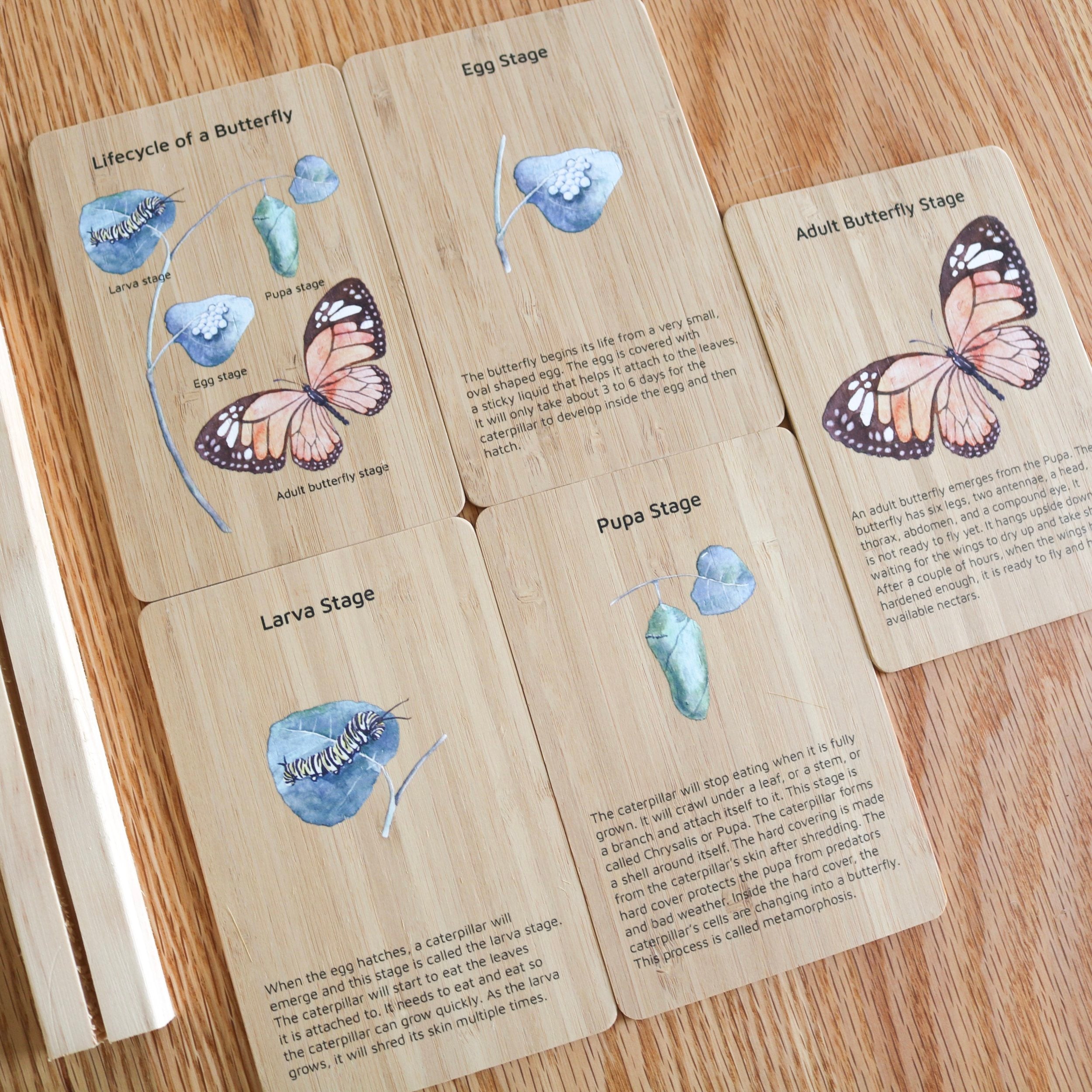Bamboo Butterfly Lifecycle Flashcards and Stand