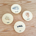 Disques en bois sur le cycle de vie des fourmis