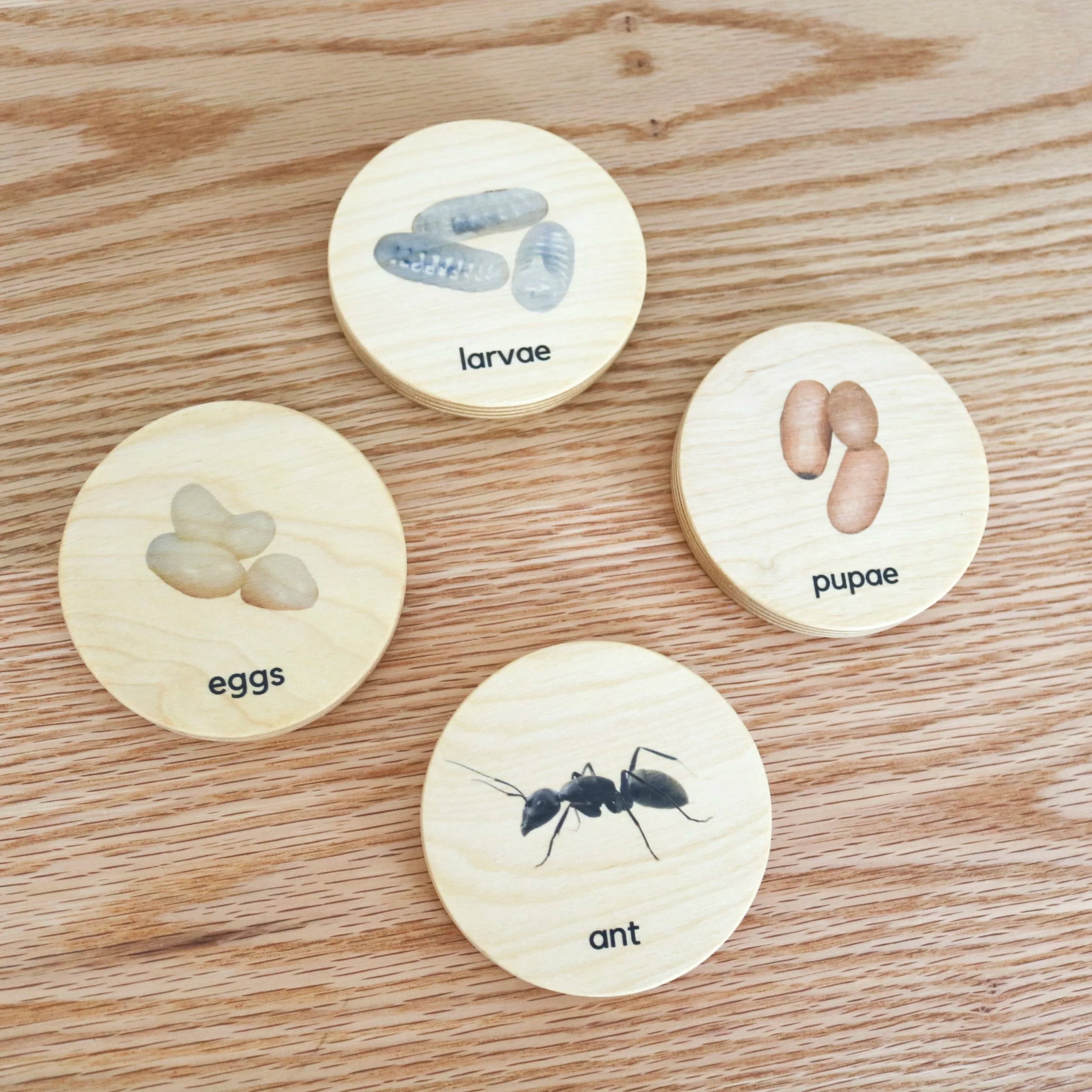 Wooden Ant Lifecycle Discs