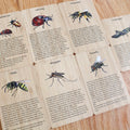 Cartes et support pour insectes en bambou