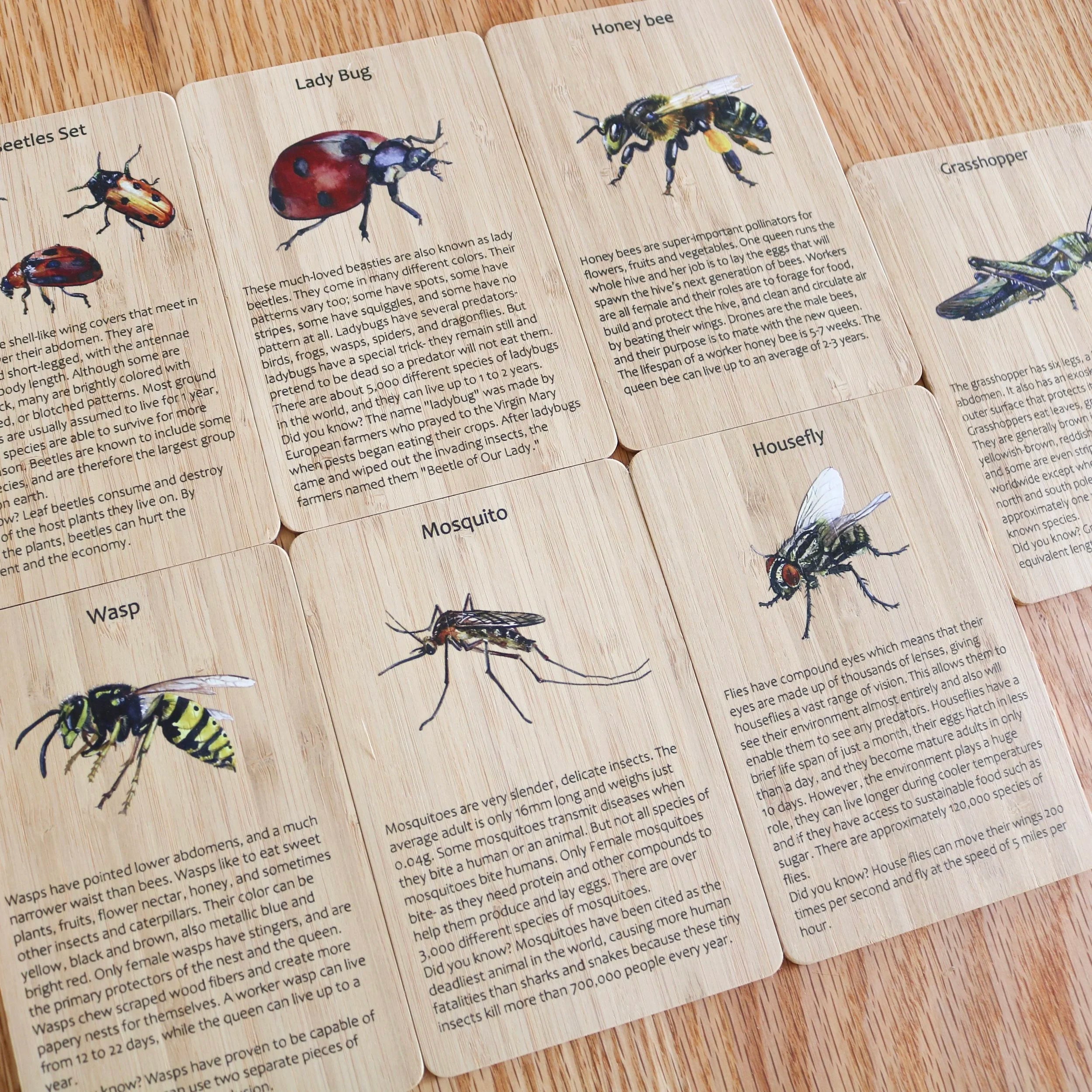 Bamboo Insect Flashcards and Stand