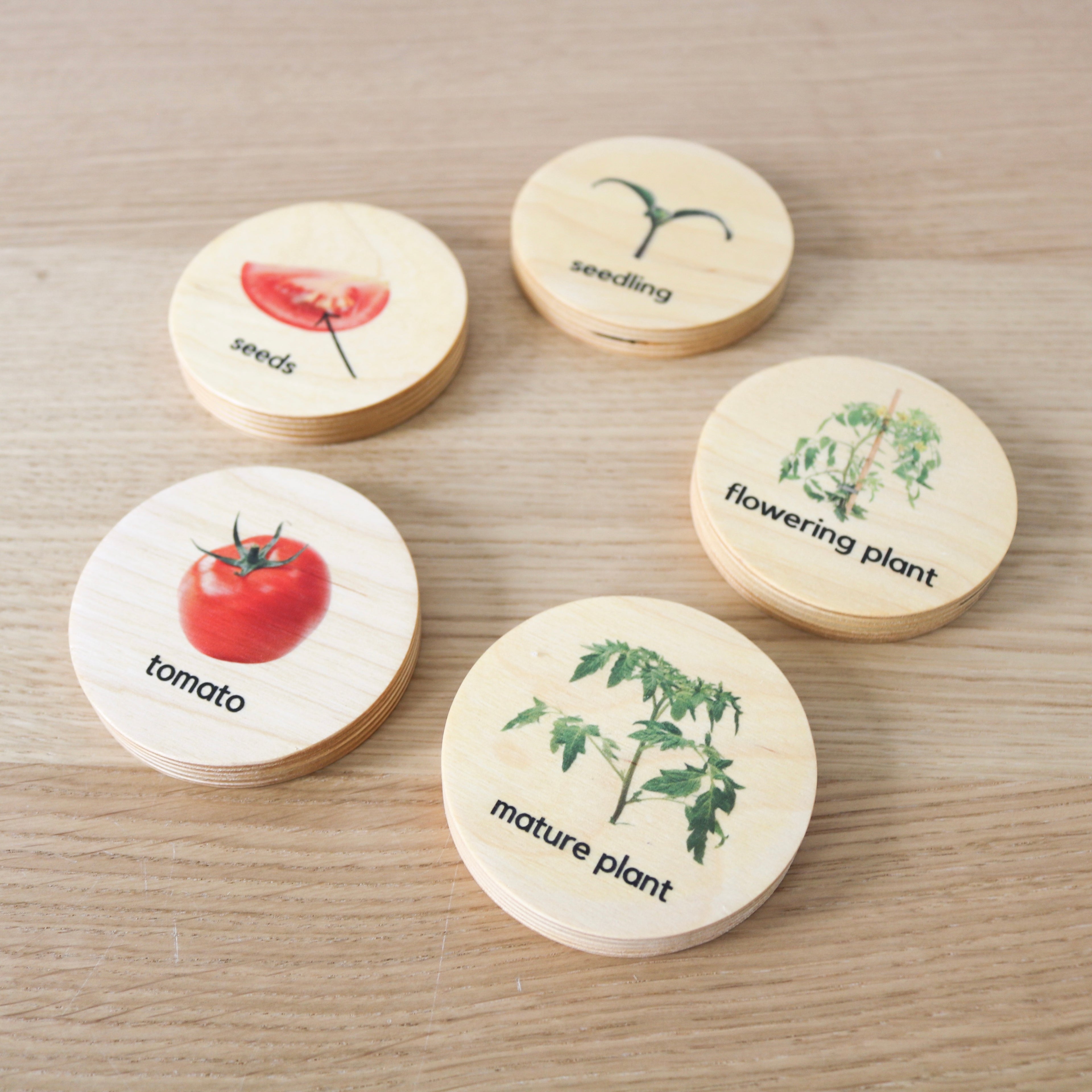 Wooden Lifecycle of a Tomato Plant Discs