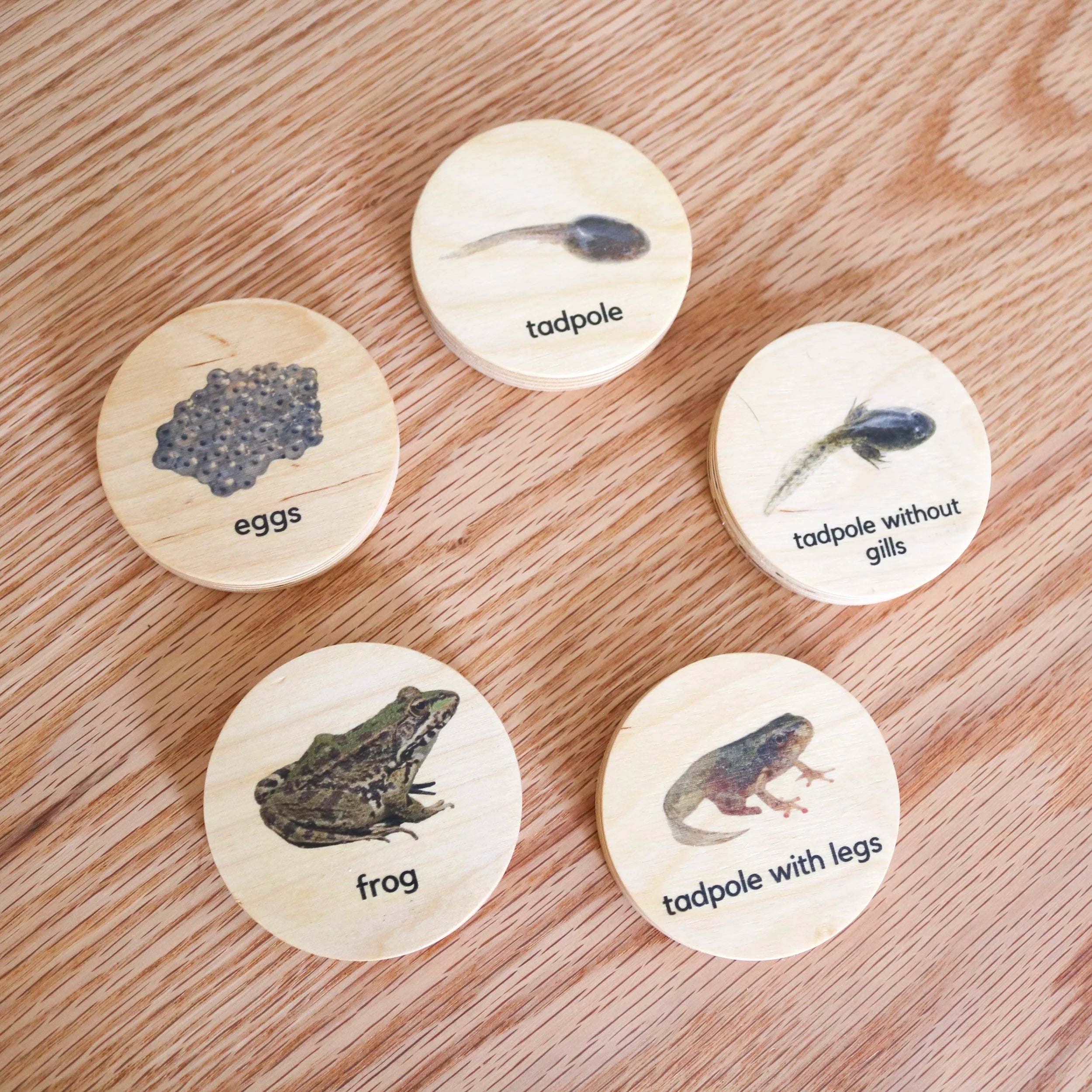 Wooden Frog Lifecycle Discs