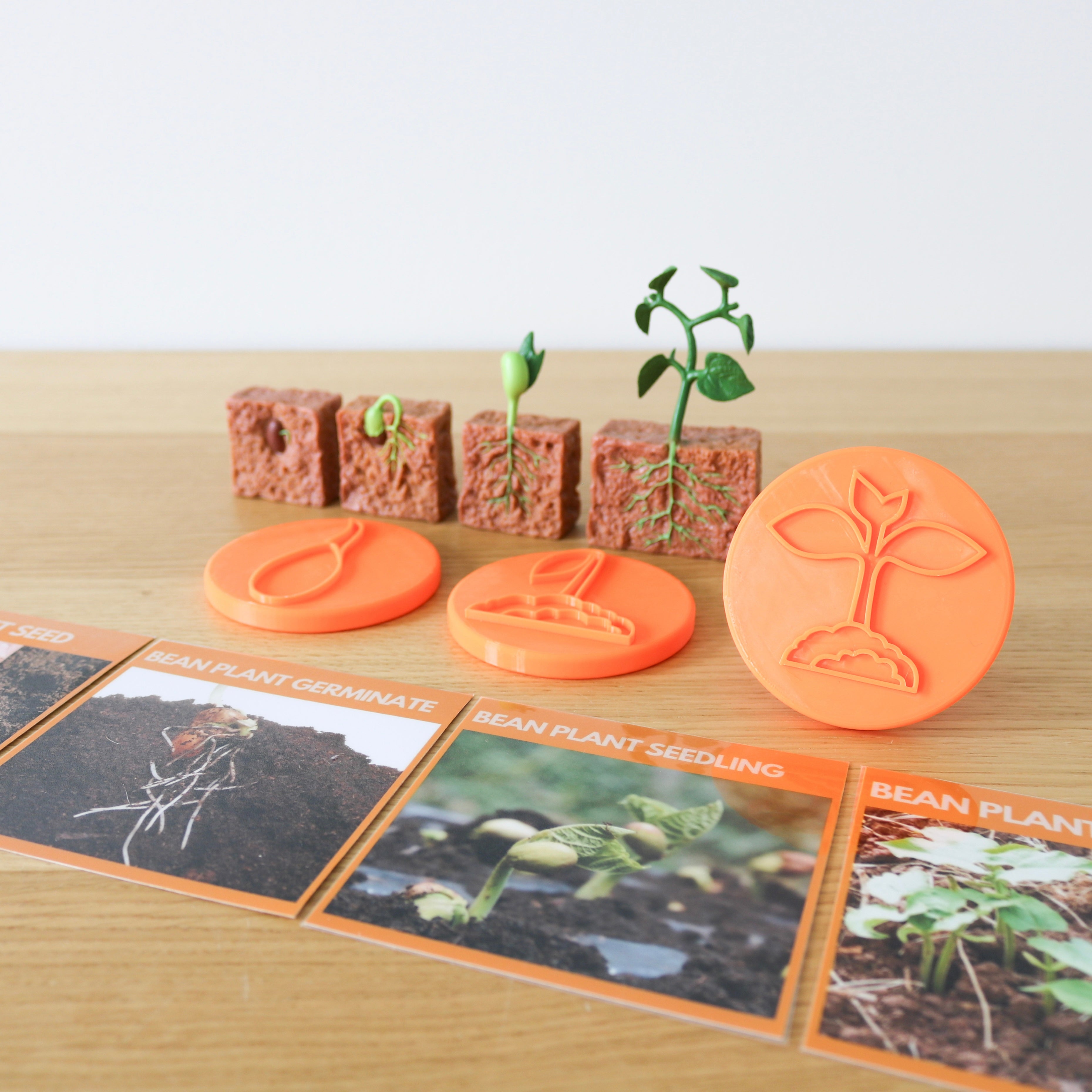 Lifecycle of a Bean Plant Set
