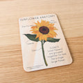 Sunflower Anatomy Card