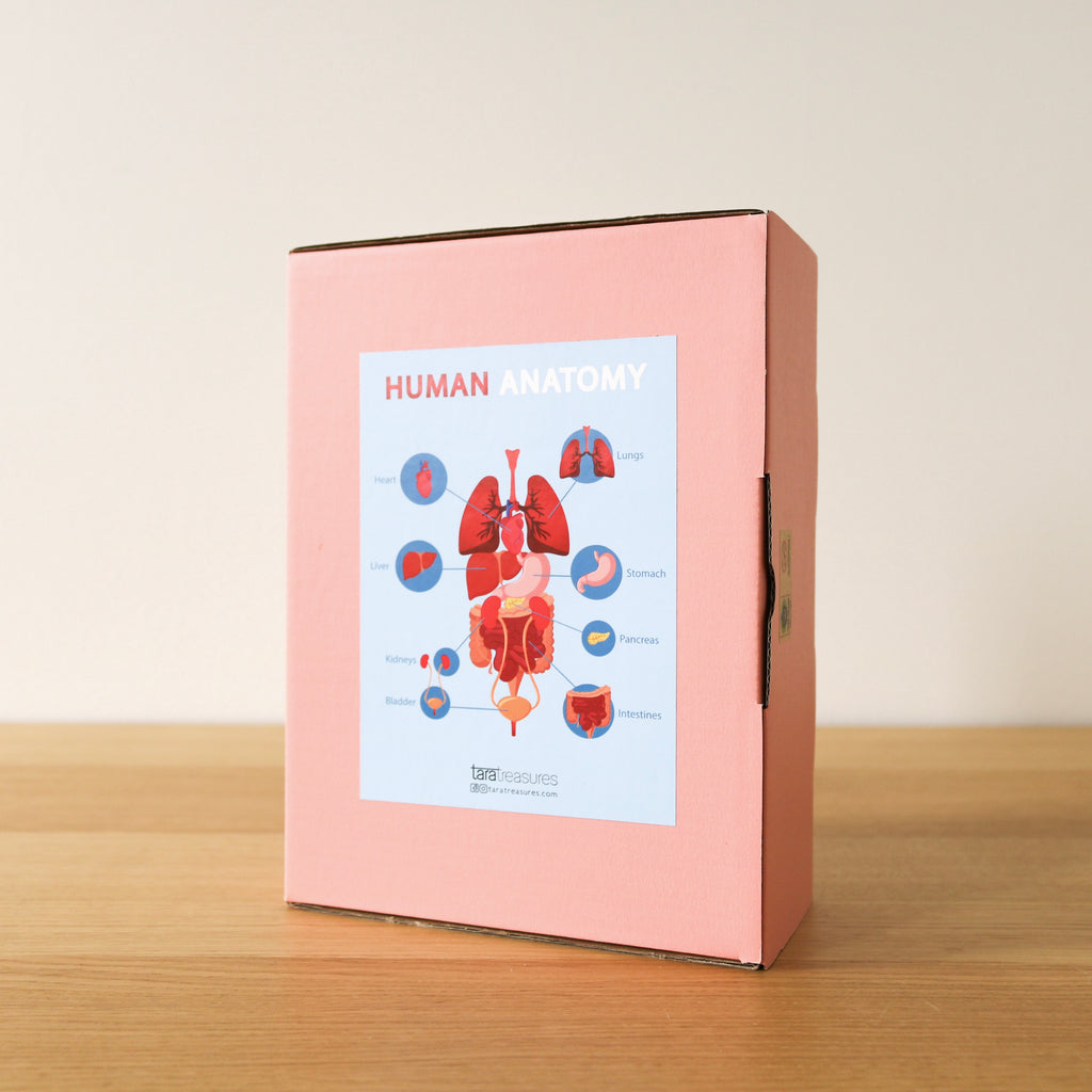 Human Anatomy Set