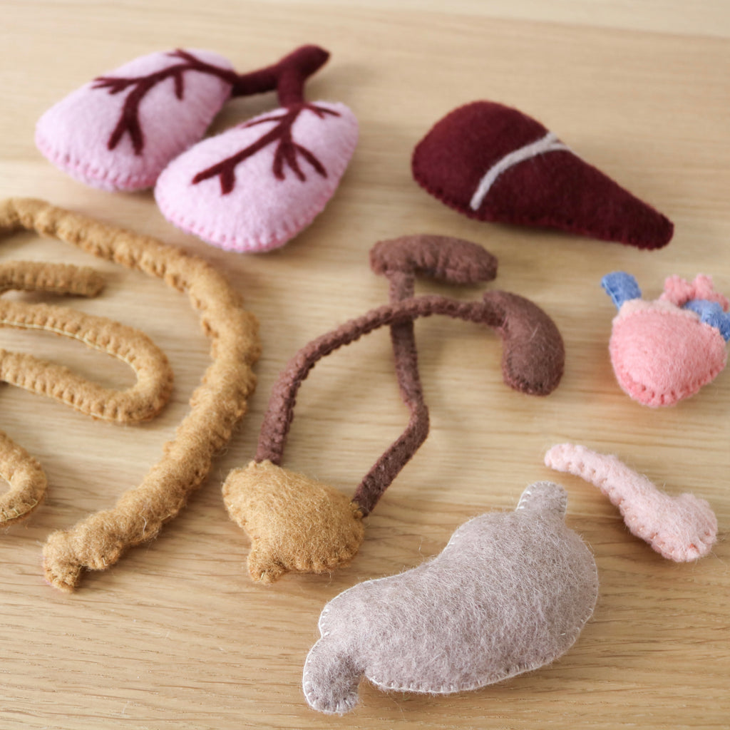 Human Anatomy Set