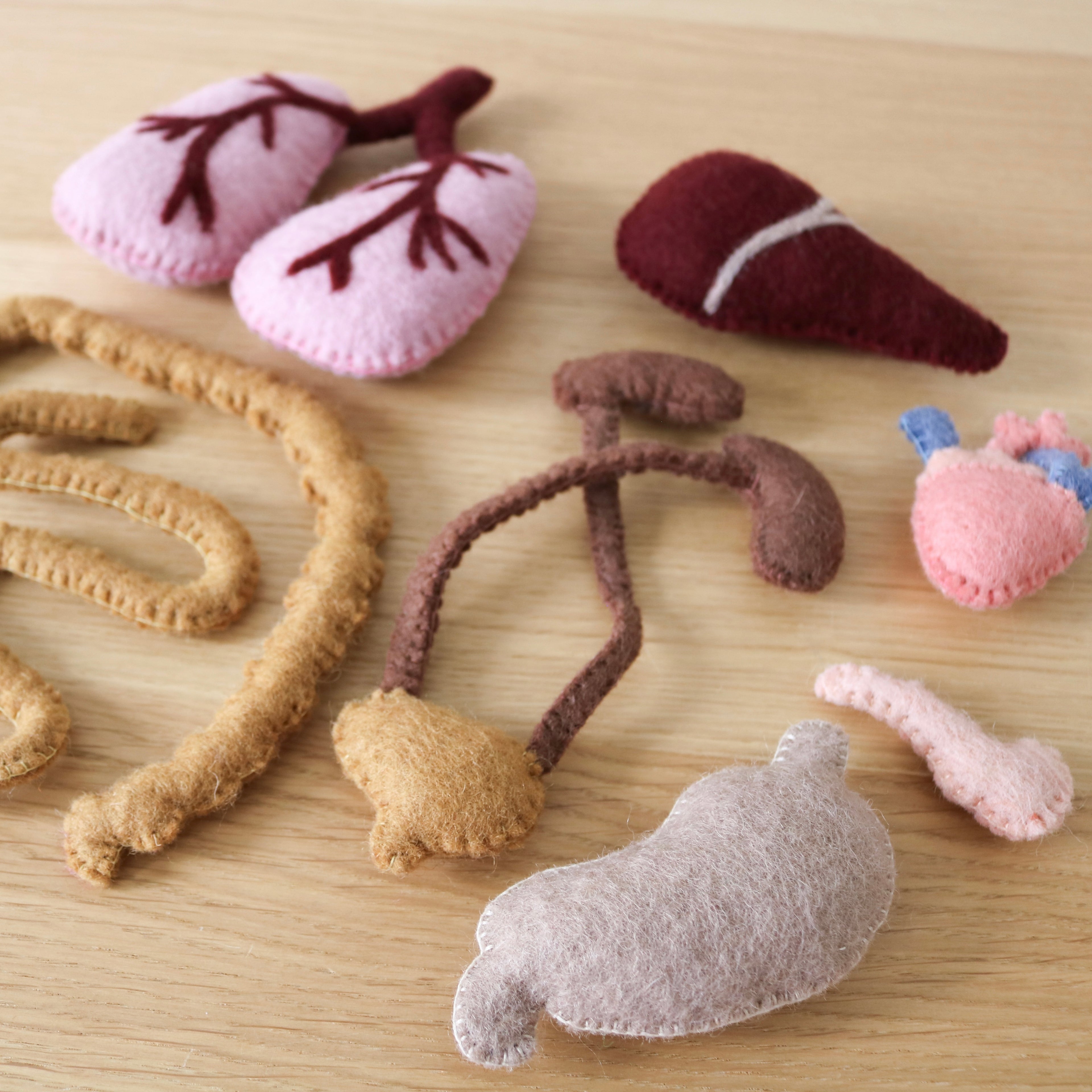 Human Anatomy Set